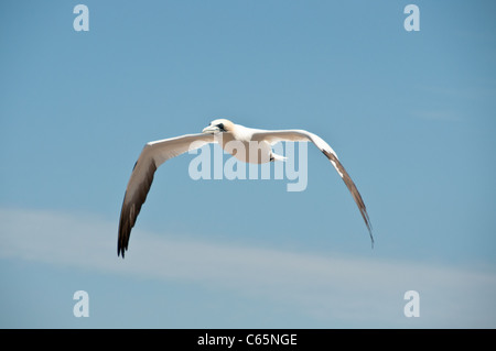 Flying northern gannet Foto Stock