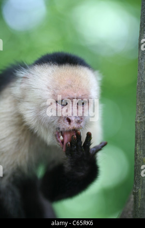 Un bianco di fronte cappuccino (Cebus capucinus) leccare le sue dita dopo aver mangiato un mango appiccicoso a Monkey Island Foto Stock