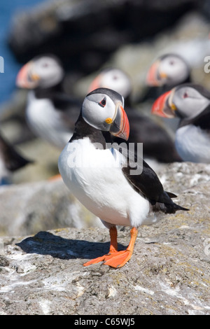 Atlantic Puffin in piedi sulle rocce Isafjordur Islanda Foto Stock