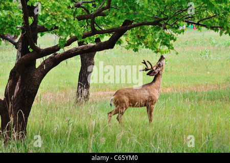 Un maschio di Mule Deer tentativi di snare frutti da un albero in un frutteto Fruita nel Parco nazionale di Capitol Reef Foto Stock