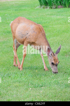 Mule Deer pascolando nella sezione Fruita del Parco nazionale di Capitol Reef Foto Stock