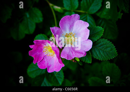 Close up foto di due cane selvatico rose fiori Foto Stock