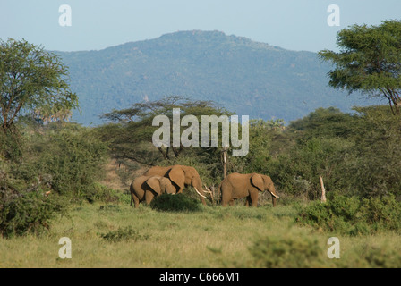 Famiglia di elefante africano (Loxodonta africana) nel Parco nazionale di Samburu (Kenya) Foto Stock