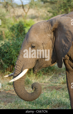 Bush africano Elefante africano (Loxodonta africana) mangiare, Samburu, Kenya Foto Stock