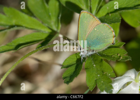 Il verde (Hairstreak Callophrys rubi) Foto Stock