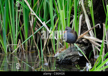 Water Rail Rallus aquaticus, Fowlmere RSPB Reserve, Cambridgeshire, England, UK Foto Stock