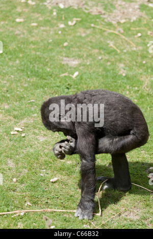 Giovani pianura occidentale Gorilla esaminando il suo piede Foto Stock