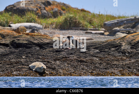 Un bambino aquila calva, Haliaeetus leucocephalus washingtoniensis, e suo genitore su un isola nello stretto di Juan de Fuca. Foto Stock