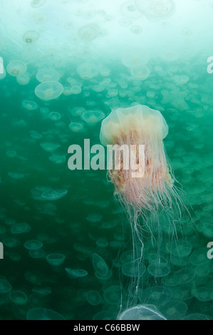 Leone la criniera meduse, Cyanea capillata, nuoto attraverso uno sciame di luna gelatine, Aurelia aurita, Prince William Sound, Alaska Foto Stock