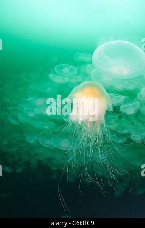 Leone la criniera meduse, Cyanea capillata, nuoto attraverso uno sciame di luna gelatine, Aurelia aurita, Prince William Sound, Alaska Foto Stock