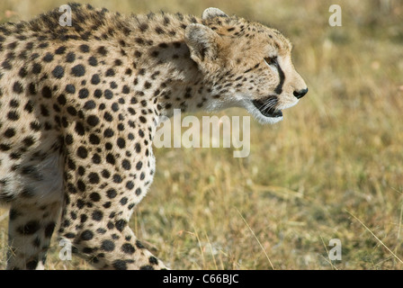 Close-up di una femmina di ghepardo (Acinonyx jubatus) con due cuccioli da Masai Mara, Kenya Foto Stock