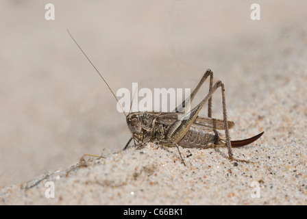 Boccola di colore grigio-cricket (Platycleis albopunctata) di appoggio nella sabbia Foto Stock