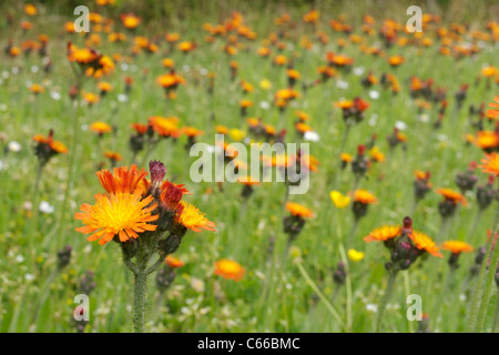 Orange hawkweed hieracium aurantiacum Foto Stock