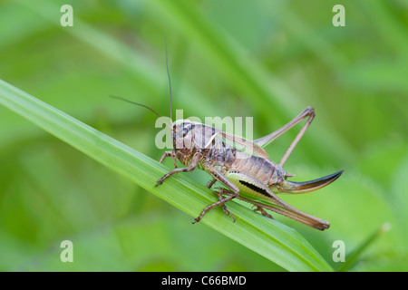 Bog Bush-cricket (Metrioptera brachyptera) sulla paglia di erba Foto Stock