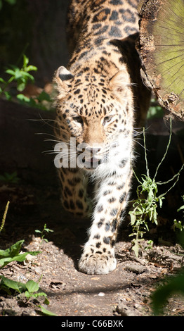 Femmina di Amur leopard camminando verso la telecamera Foto Stock