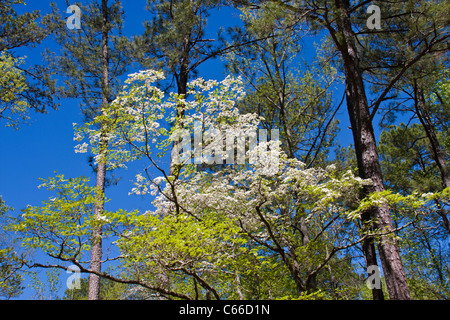 Corniolo alberi in fiore a Callaway Gardens in legno di pino di montagna, Georgia. Foto Stock