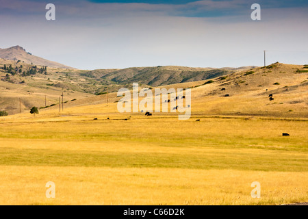 Coltivazione di grano su larga scala e allevamento di bestiame sulle alte pianure quasi senza tree del Montana sulla strada panoramica US 287. Foto Stock