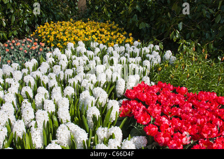 Giardino di scena a giardini Keukenhof in Olanda meridionale nei Paesi Bassi. Foto Stock