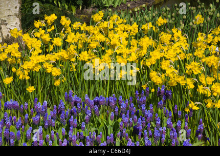 Giardino in scena con i narcisi a giardini Keukenhof in Olanda meridionale nei Paesi Bassi. Foto Stock