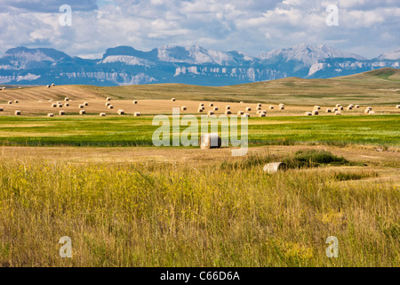 Balle di fieno sulle fattorie del Montana con montagne sullo sfondo, lungo la strada panoramica US 89. Foto Stock