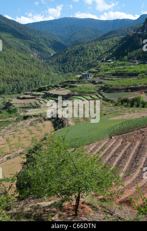 Gebjalum valle agricola. paro, Bhutan Foto Stock