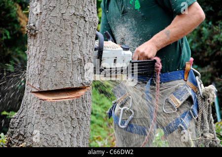 Close up professional Arborist maschio tenendo una mano azionata a benzina catena vide una macchina per il taglio attraverso un albero di quercia in casa giardino anteriore England Regno Unito Foto Stock