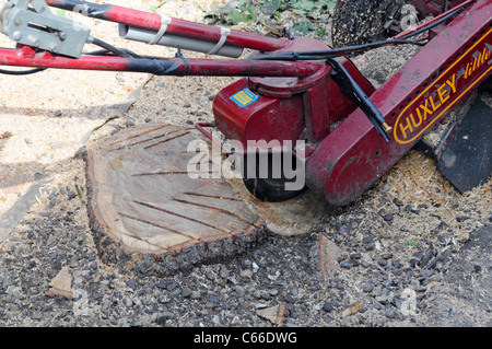 Segatura da moncone macchina rettificatrice usato su resti di quercia di ridurre l'altezza in preparazione per il lastrico di fronte casa giardino vialetto Essex England Regno Unito Foto Stock