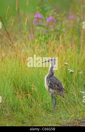 (Curlew Numenius arquata). Chick in piedi di fronte a erba alta. Foto Stock