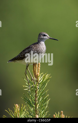 Wood Sandpiper (Tringa glareola) in piedi su un pino. Foto Stock