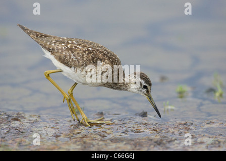 Wood Sandpiper (Tringa glareola). Adulto rovistando in acque poco profonde. Foto Stock