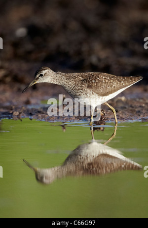 Wood Sandpiper (Tringa glareola). Adulto rovistando in acque poco profonde. Foto Stock