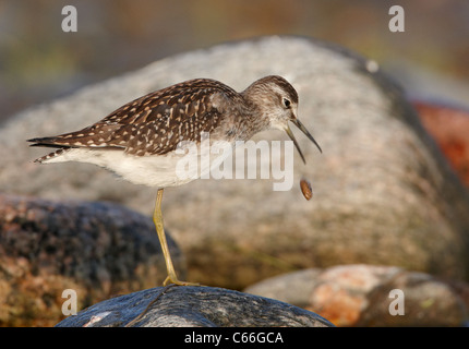 Wood Sandpiper (Tringa glareola) capretti regurgitating un pellet. Foto Stock