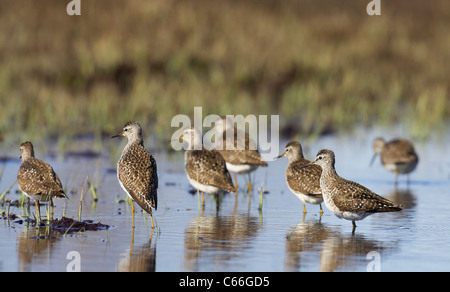 Wood Sandpiper (Tringa glareola). Gruppo in piedi in acqua poco profonda. Foto Stock