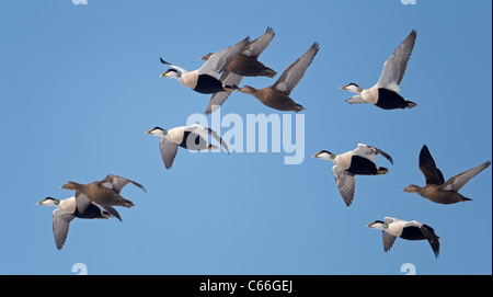 Eider comune (Somateria mollissima). Le anatre e i draghetti in volo. Foto Stock