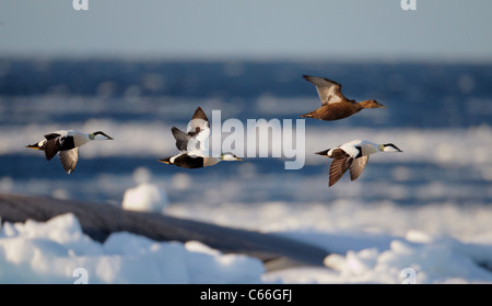 Eider comune (Somateria mollissima). Tre i draghetti e un anatra in volo sopra il ghiaccio-oggetto del Mar Baltico. Foto Stock