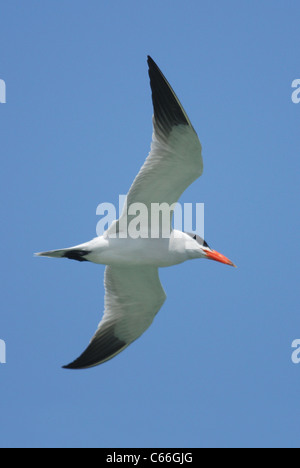 Un Caspian Tern (sterna caspia) battenti passato Tanji Beach, Gambia, Africa Foto Stock