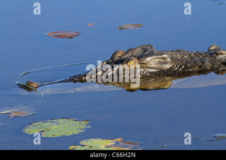 Grande coccodrillo di acqua salata, acqua gialla billabong, Parco Nazionale Kakadu, Territorio del Nord, l'Australia Foto Stock