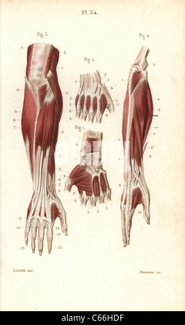 Muscoli e tendini dell'avambraccio e la mano. Foto Stock