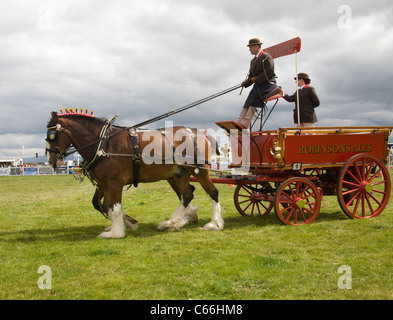 North Wales UK Shire cavalli tirando un Brewer's dray in agricultural show ring Foto Stock