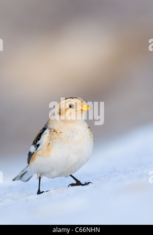 SNOW BUNTING Plectrophenax nivalis Ritratto di un adulto appollaiato su un banco di neve Cairngorms National Park, Scotland, Regno Unito Foto Stock