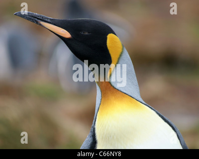 Pinguino reale nelle Isole Falkland Foto Stock