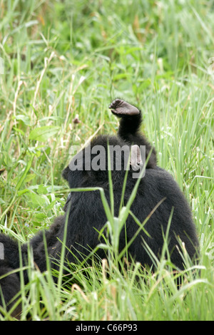 Gorilla di Montagna (Gorilla gorilla beringei) - La madre e il bambino Foto Stock