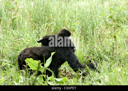 Gorilla di Montagna (Gorilla gorilla beringei) - La madre e il bambino Foto Stock