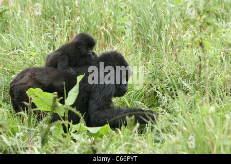 Gorilla di Montagna (Gorilla gorilla beringei) - La madre e il bambino Foto Stock