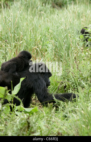 Gorilla di Montagna (Gorilla gorilla beringei) - La madre e il bambino Foto Stock