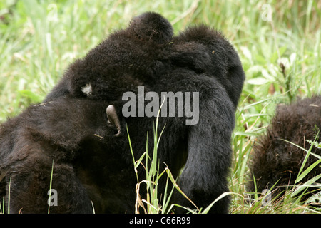 Gorilla di Montagna (Gorilla gorilla beringei) - La madre e il bambino Foto Stock