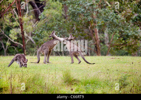 Maschio di lotta tra i canguri australiani nella natura Foto Stock