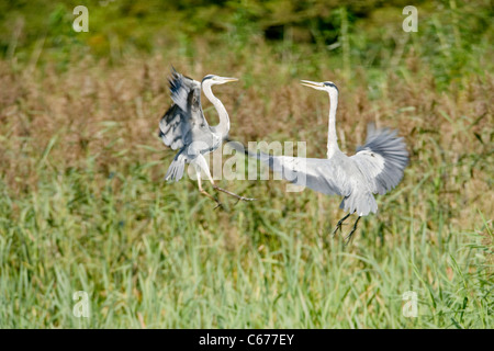 Due Aironi Cenerini Ardea cinerea, combattimento, entrambi gli uccelli a metà in aria Foto Stock