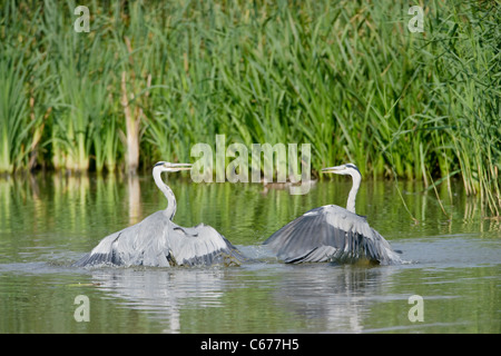 Due Aironi Cenerini Ardea cinerea, combattere stando in acqua Foto Stock