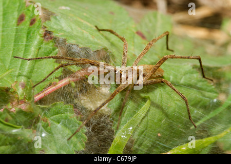 Vivaio-web spider in Devon Foto Stock